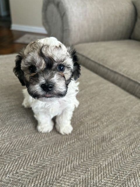 Havanese Puppies - 7 weeks old media 9