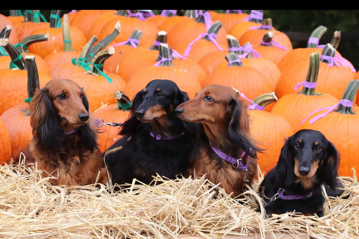 Dachshund Puppies breeder image 1
