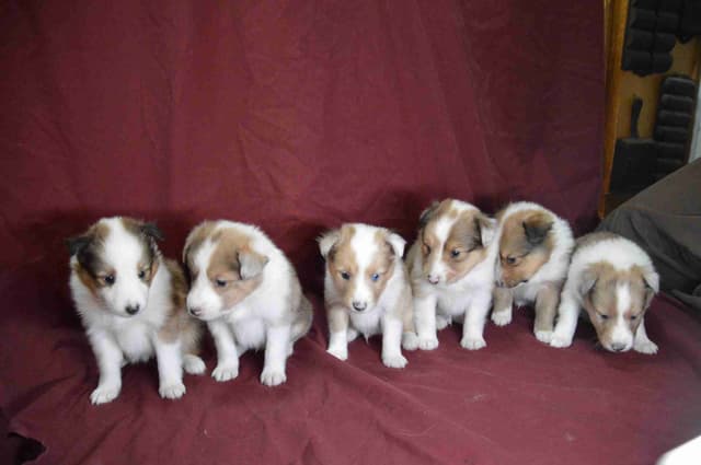 Shetland Sheepdog Puppies media 3