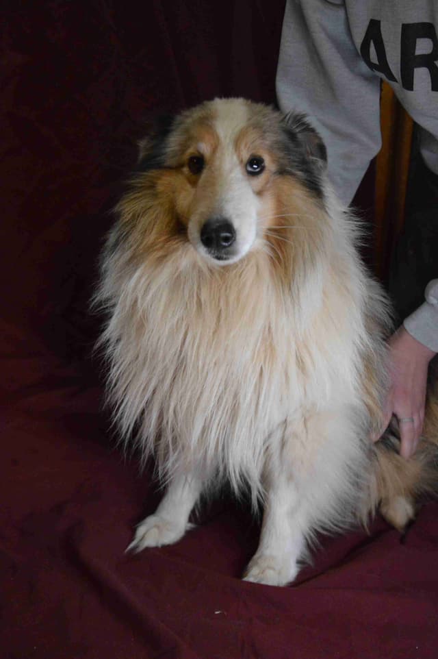 Shetland Sheepdog Puppies media 4