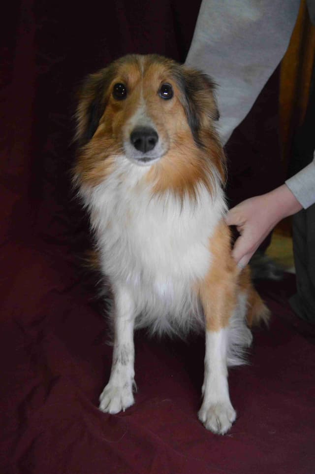 Shetland Sheepdog Puppies media 5