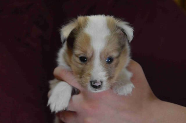 Shetland Sheepdog Puppies media 7