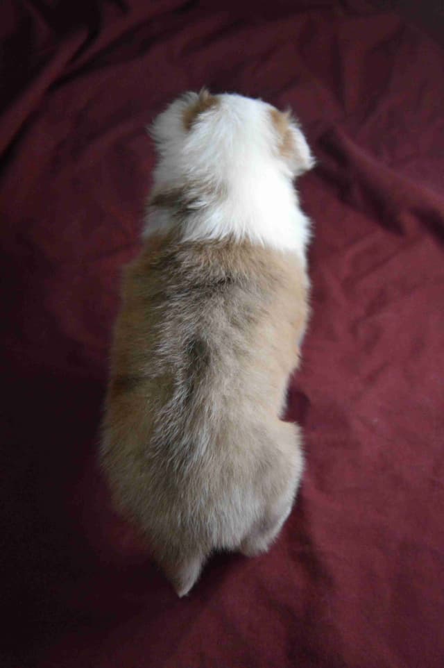 Shetland Sheepdog Puppies media 8