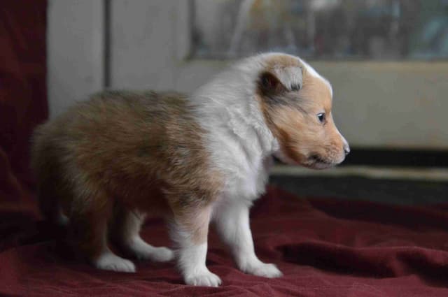Shetland Sheepdog Puppies media 9