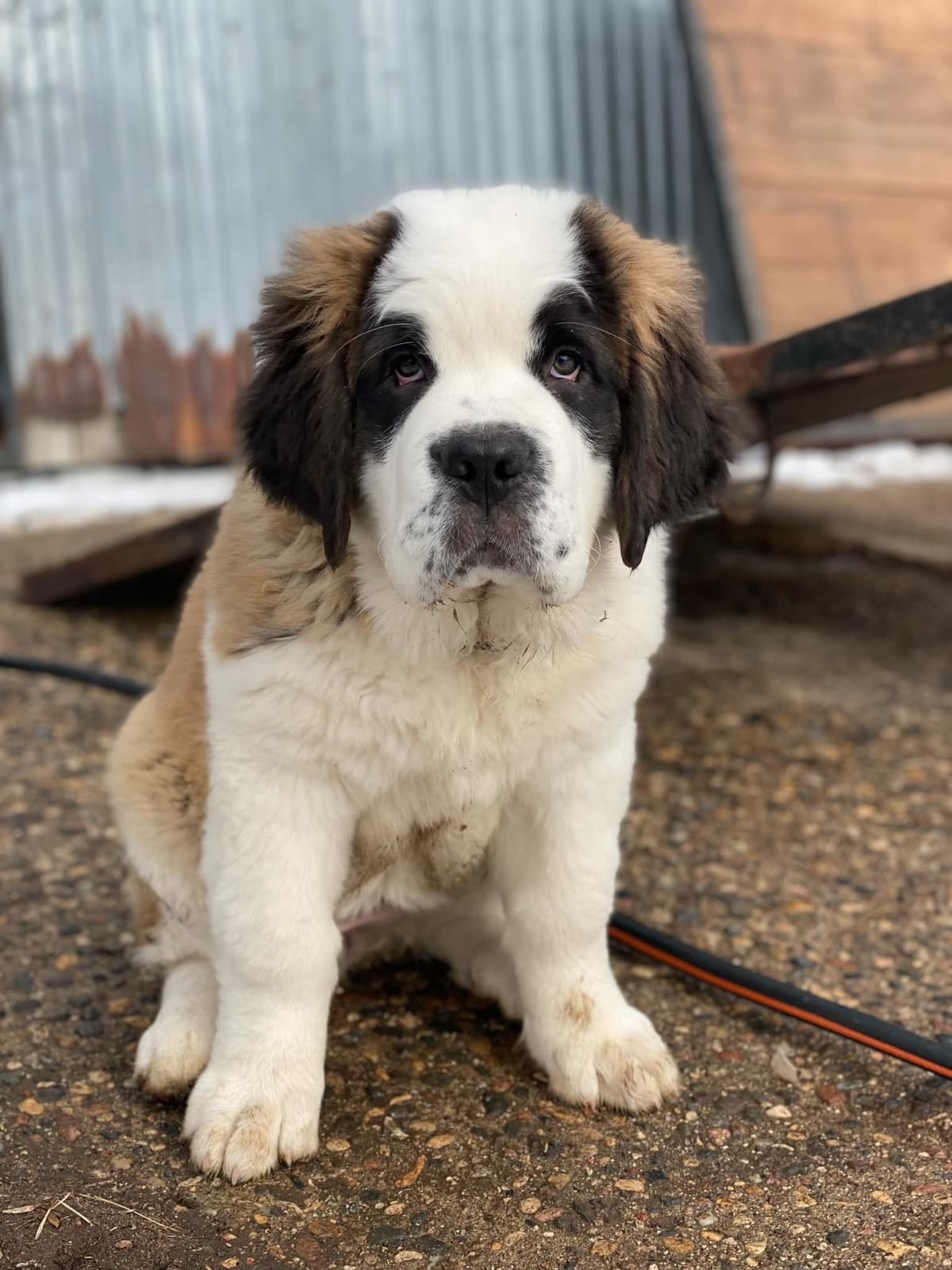 Waitlist started for next litter of Saint Bernard puppies breeder image 1