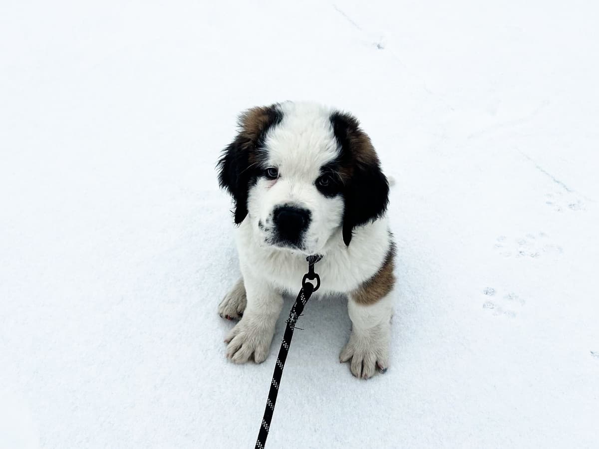 Waitlist started for next litter of Saint Bernard puppies breeder image 2