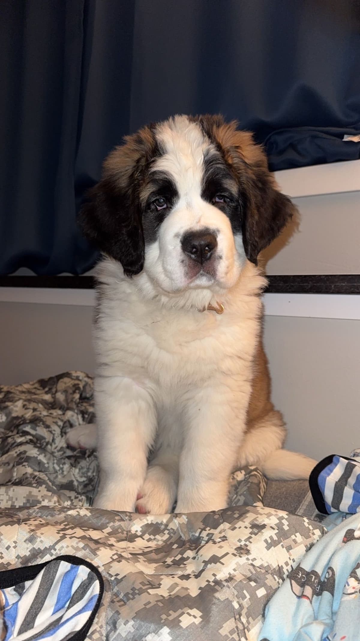 Waitlist started for next litter of Saint Bernard puppies breeder image 3