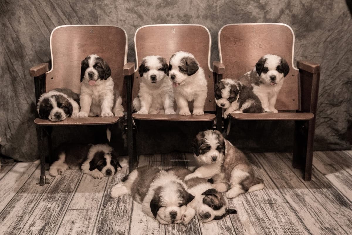Waitlist started for next litter of Saint Bernard puppies breeder image 4