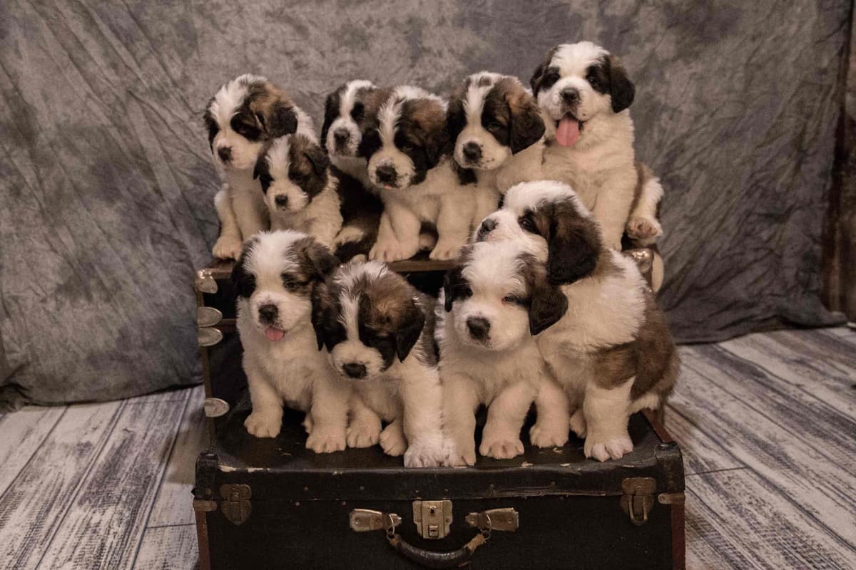 Waitlist started for next litter of Saint Bernard puppies breeder image 5
