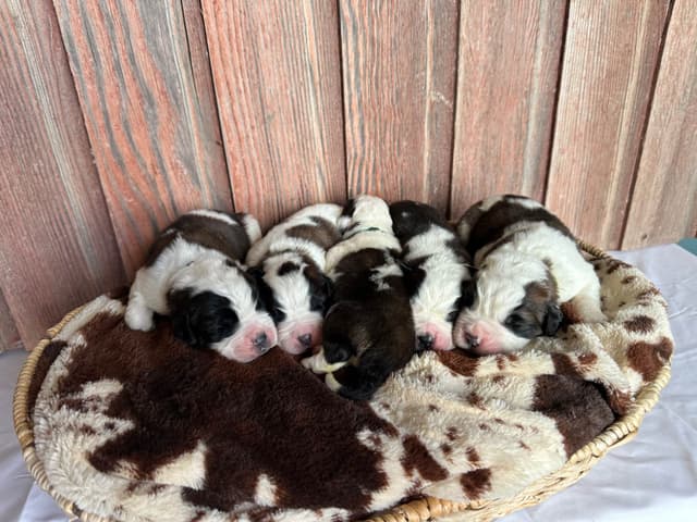 Waitlist started for next litter of Saint Bernard puppies media 2