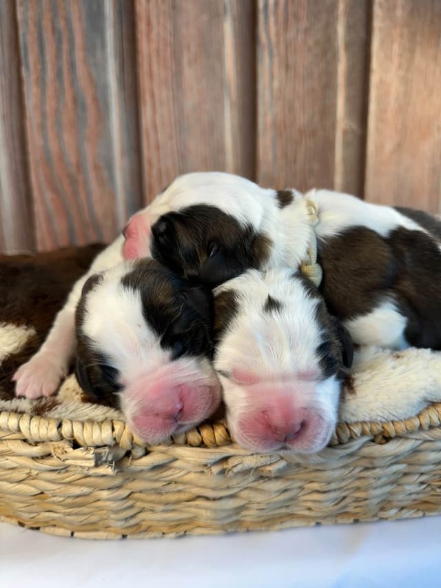 Waitlist started for next litter of Saint Bernard puppies media 3