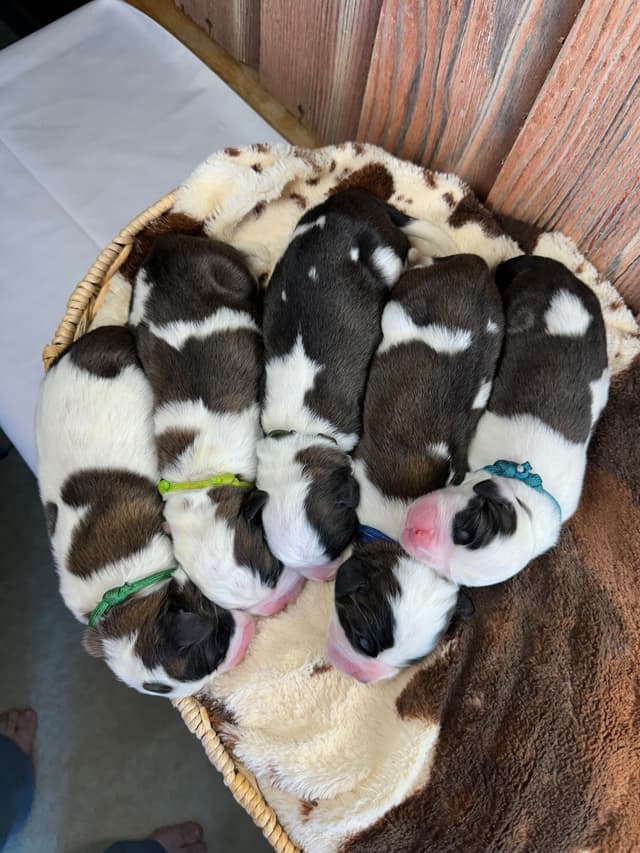 Waitlist started for next litter of Saint Bernard puppies media 4