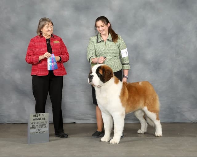 Waitlist started for next litter of Saint Bernard puppies media 5