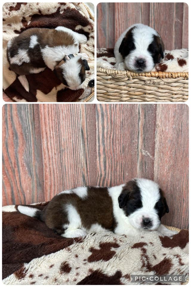 Waitlist started for next litter of Saint Bernard puppies media 6