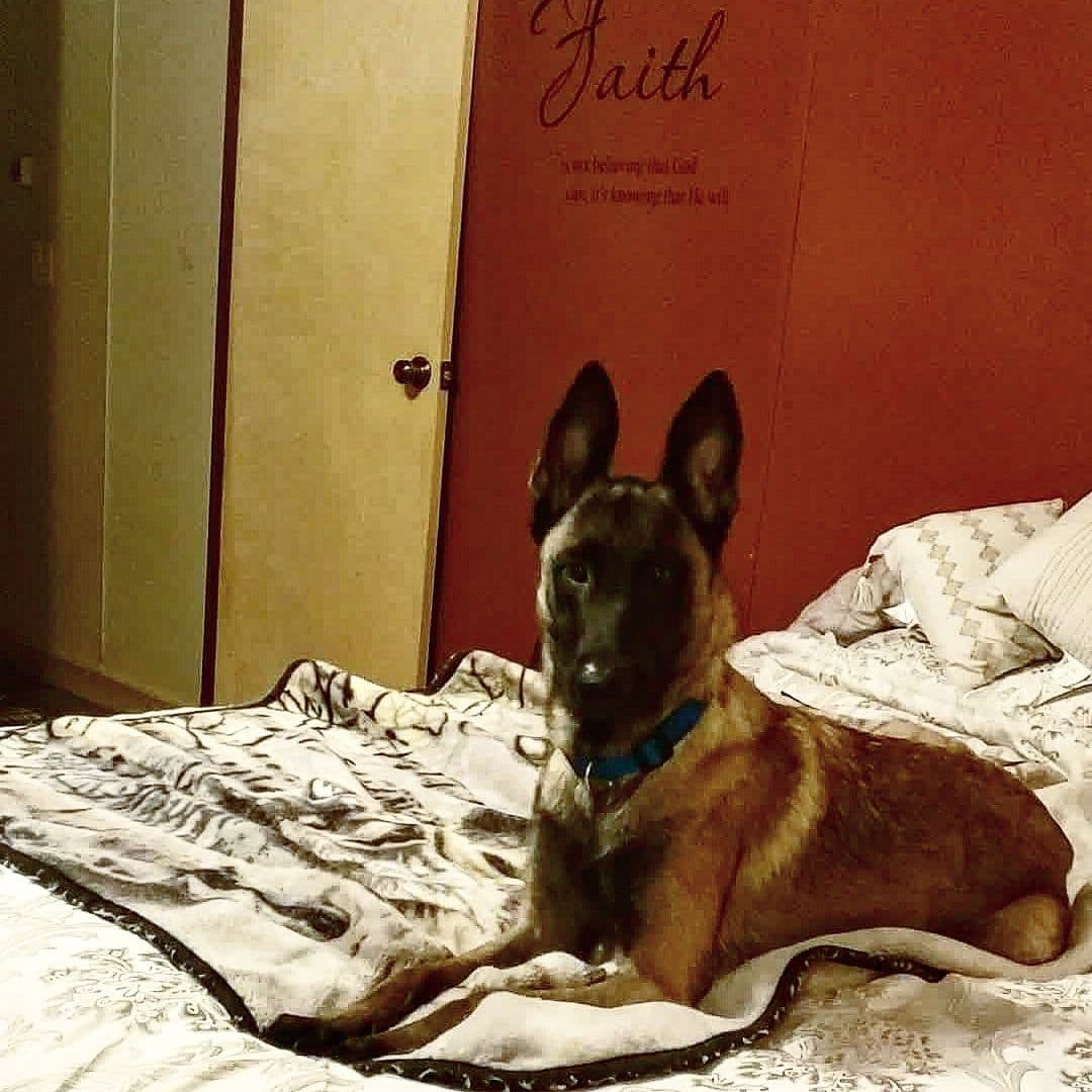 Belgian Malinois Puppies breeder image 1