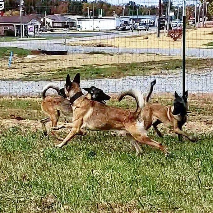 Belgian Malinois Puppies breeder image 6