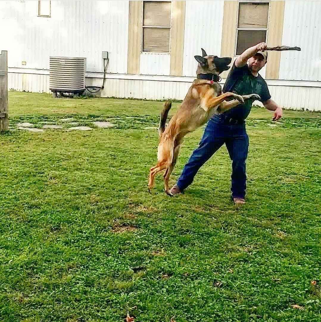 Belgian Malinois Puppies breeder image 7