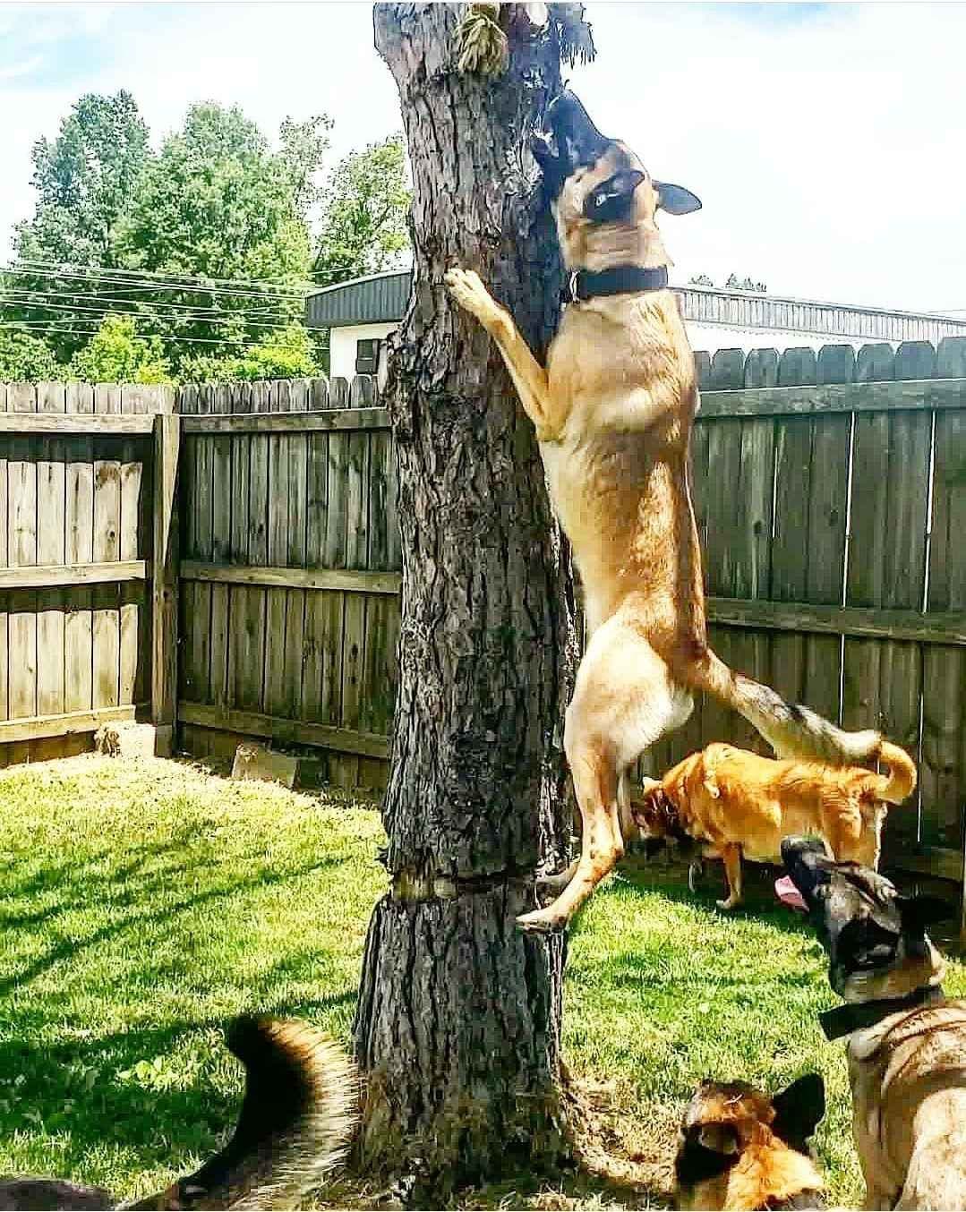 Belgian Malinois Puppies breeder image 12