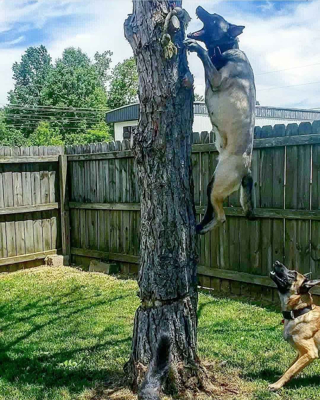 Belgian Malinois Puppies breeder image 15