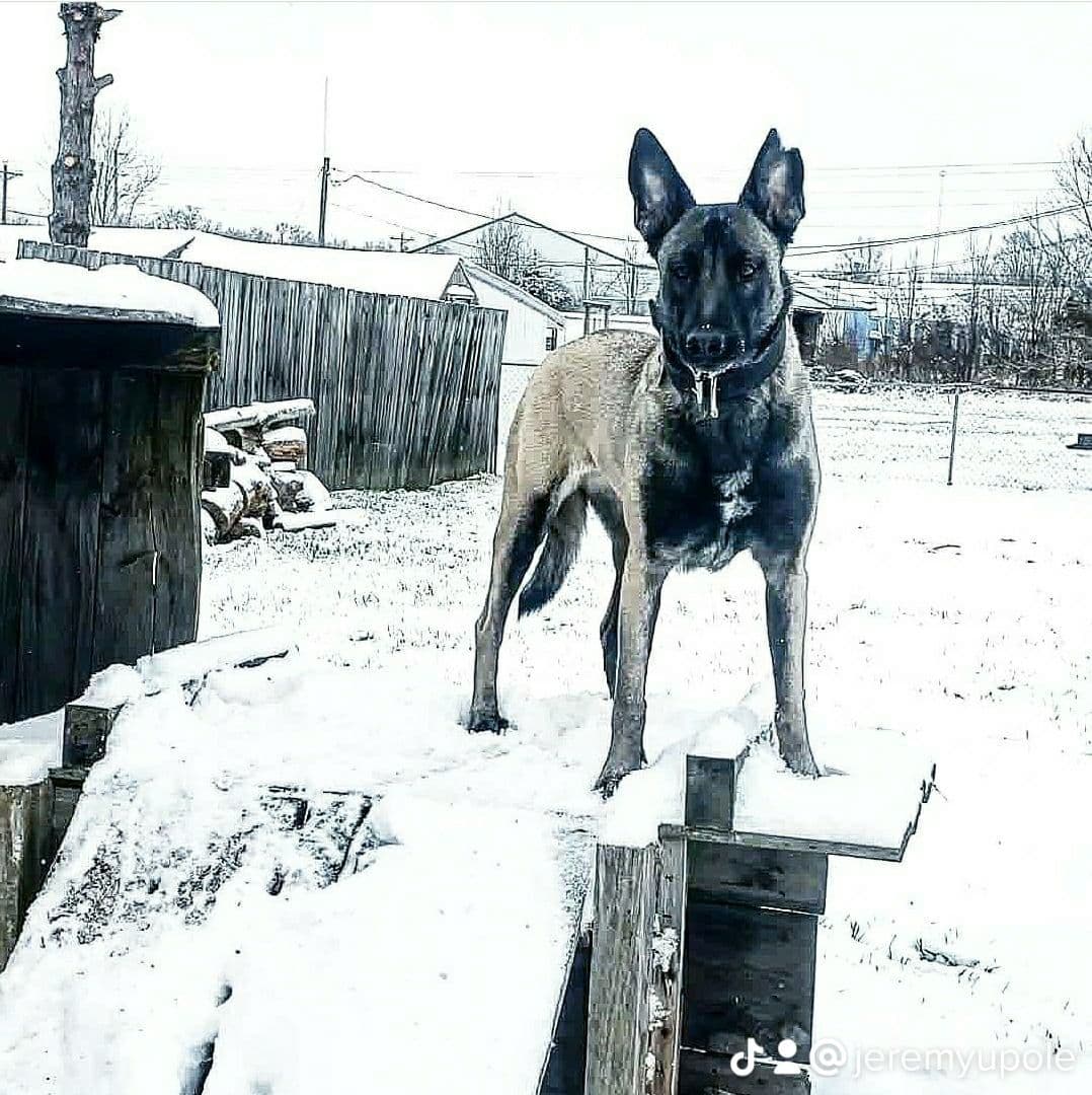 Belgian Malinois Puppies breeder image 19