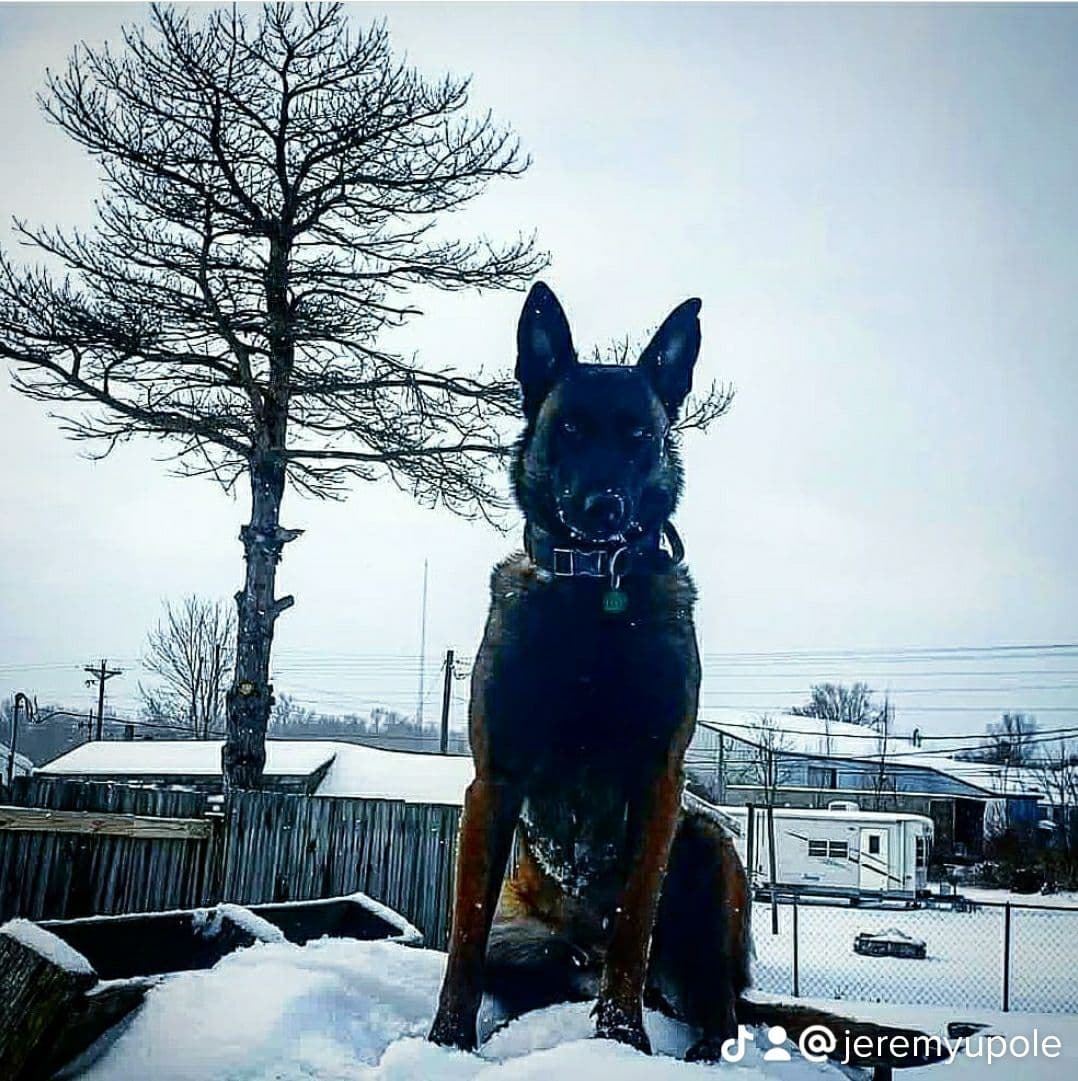 Belgian Malinois Puppies breeder image 18