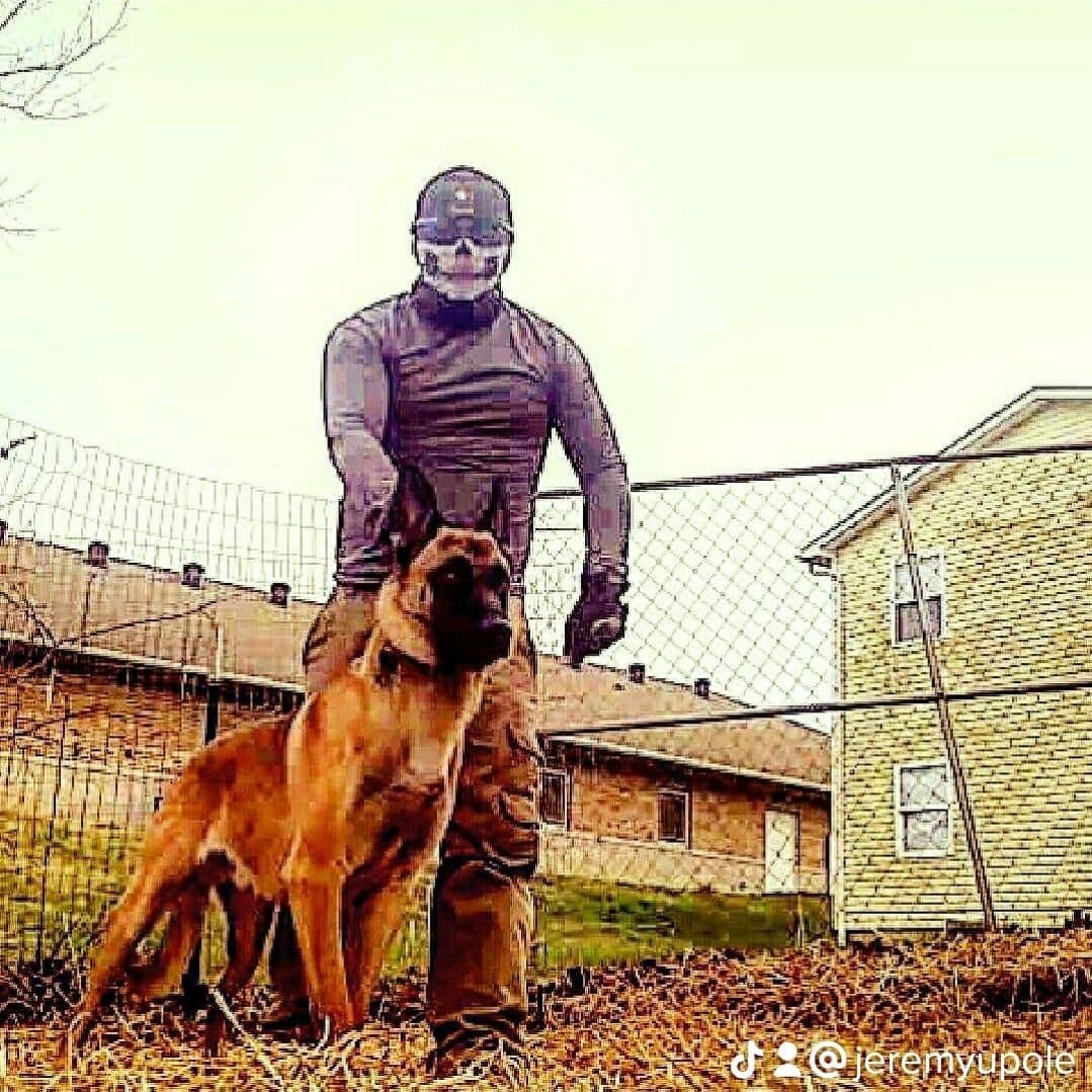 Belgian Malinois Puppies breeder image 17