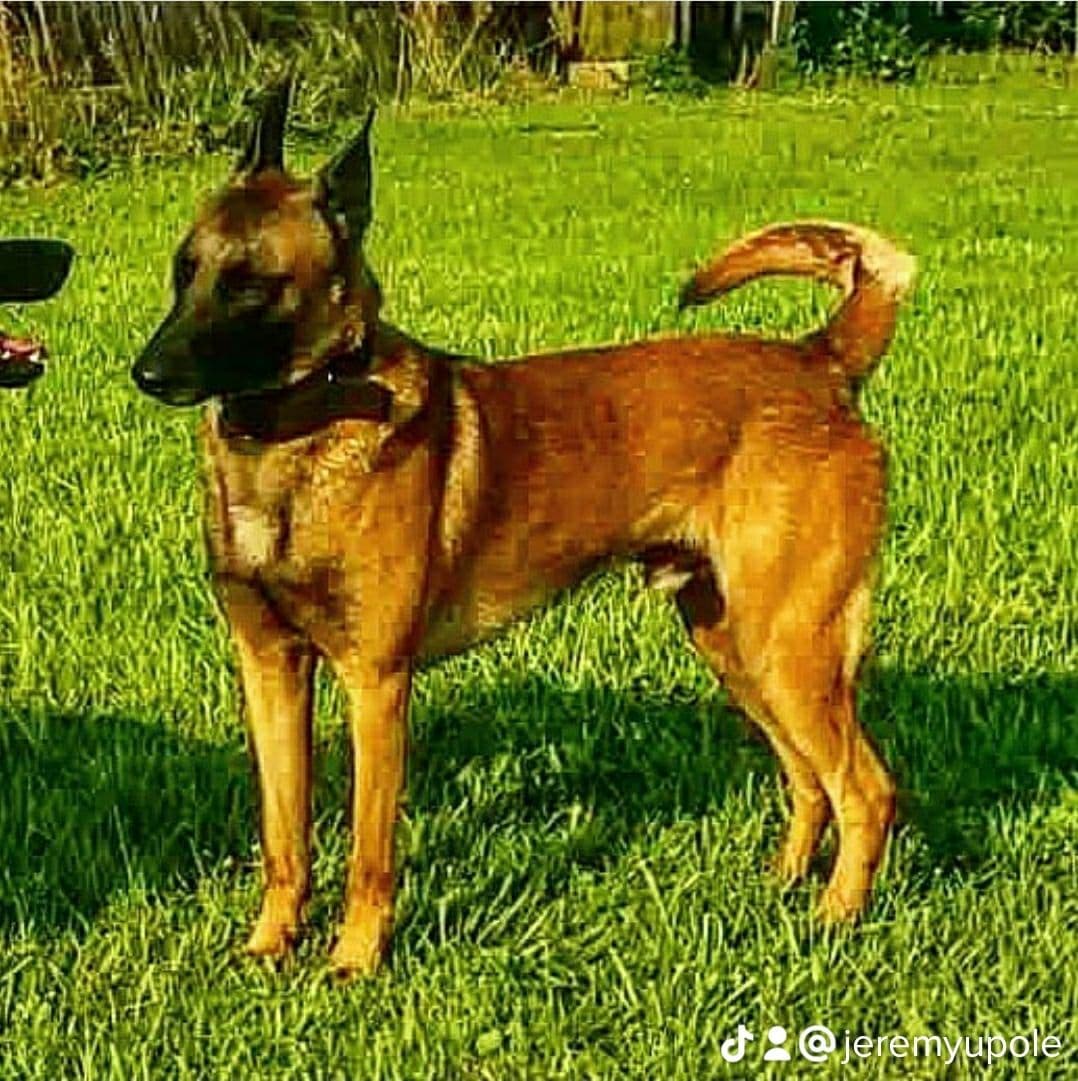 Belgian Malinois Puppies breeder image 21