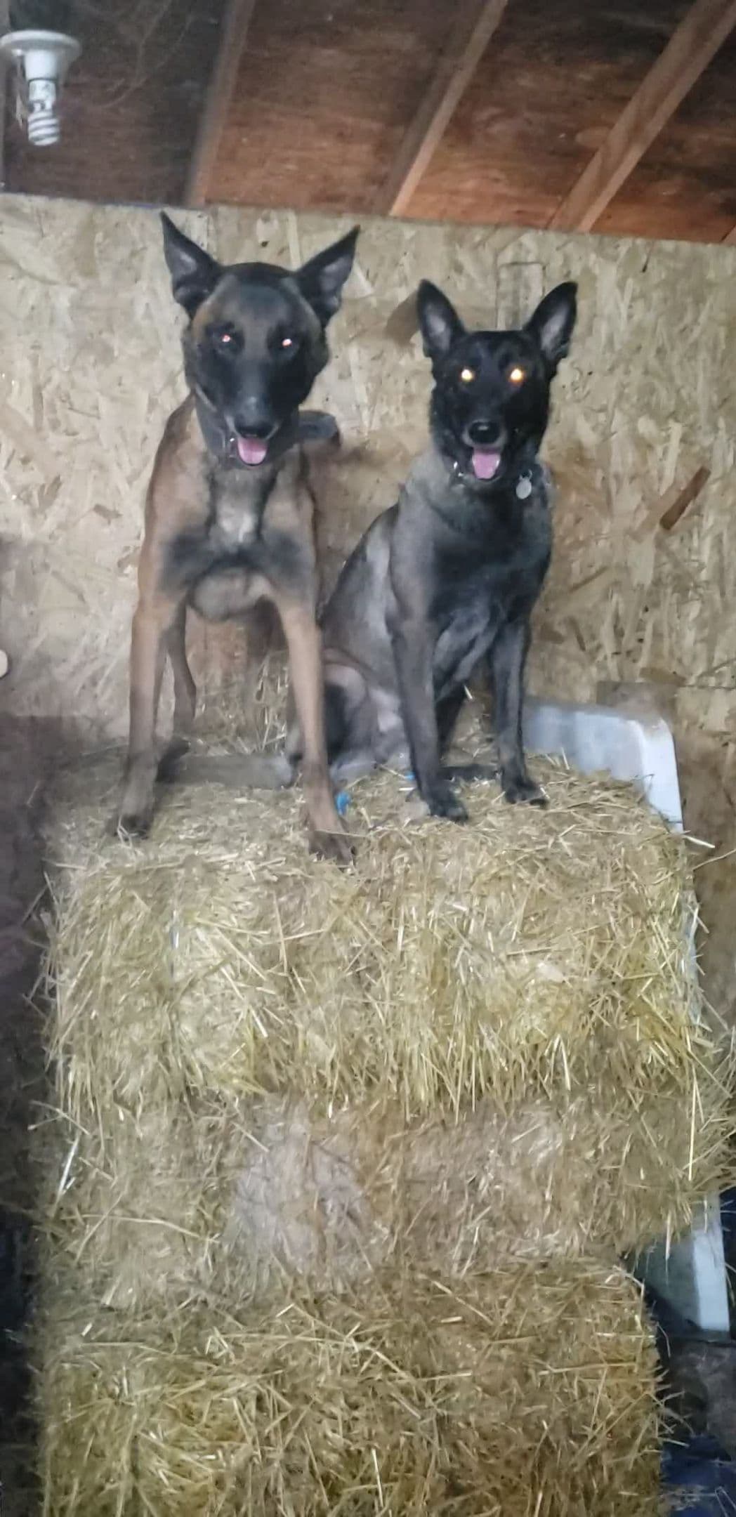 Belgian Malinois Puppies breeder image 22