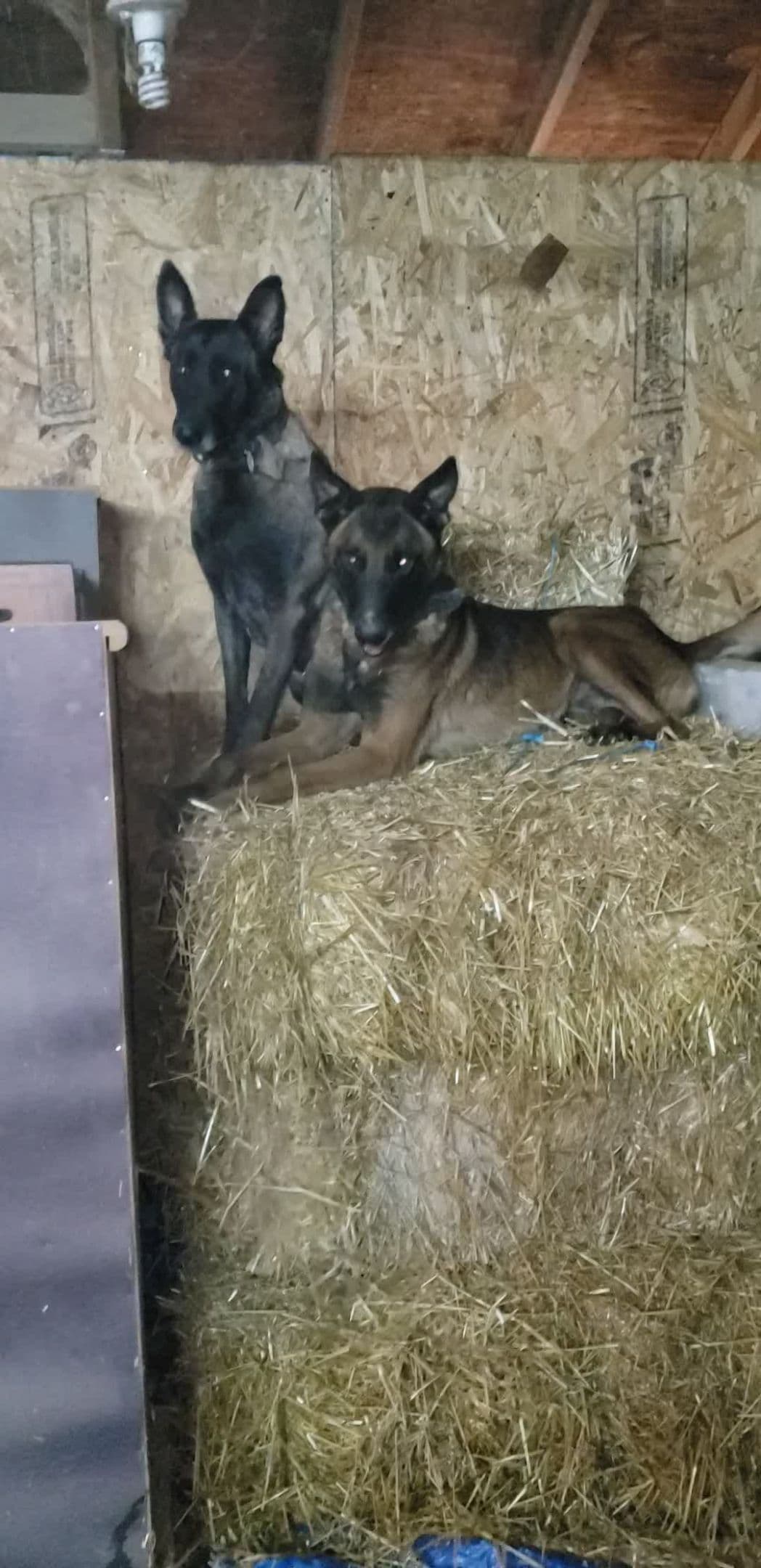 Belgian Malinois Puppies breeder image 23