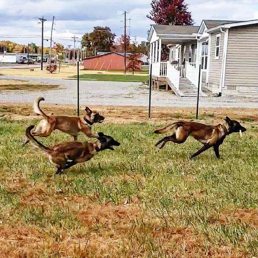 Belgian Malinois Puppies breeder image 24