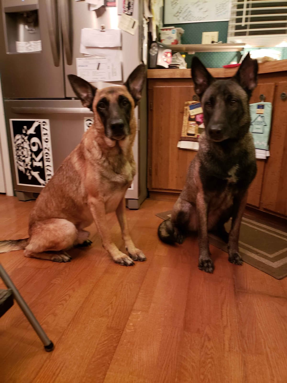 Belgian Malinois Puppies breeder image 27