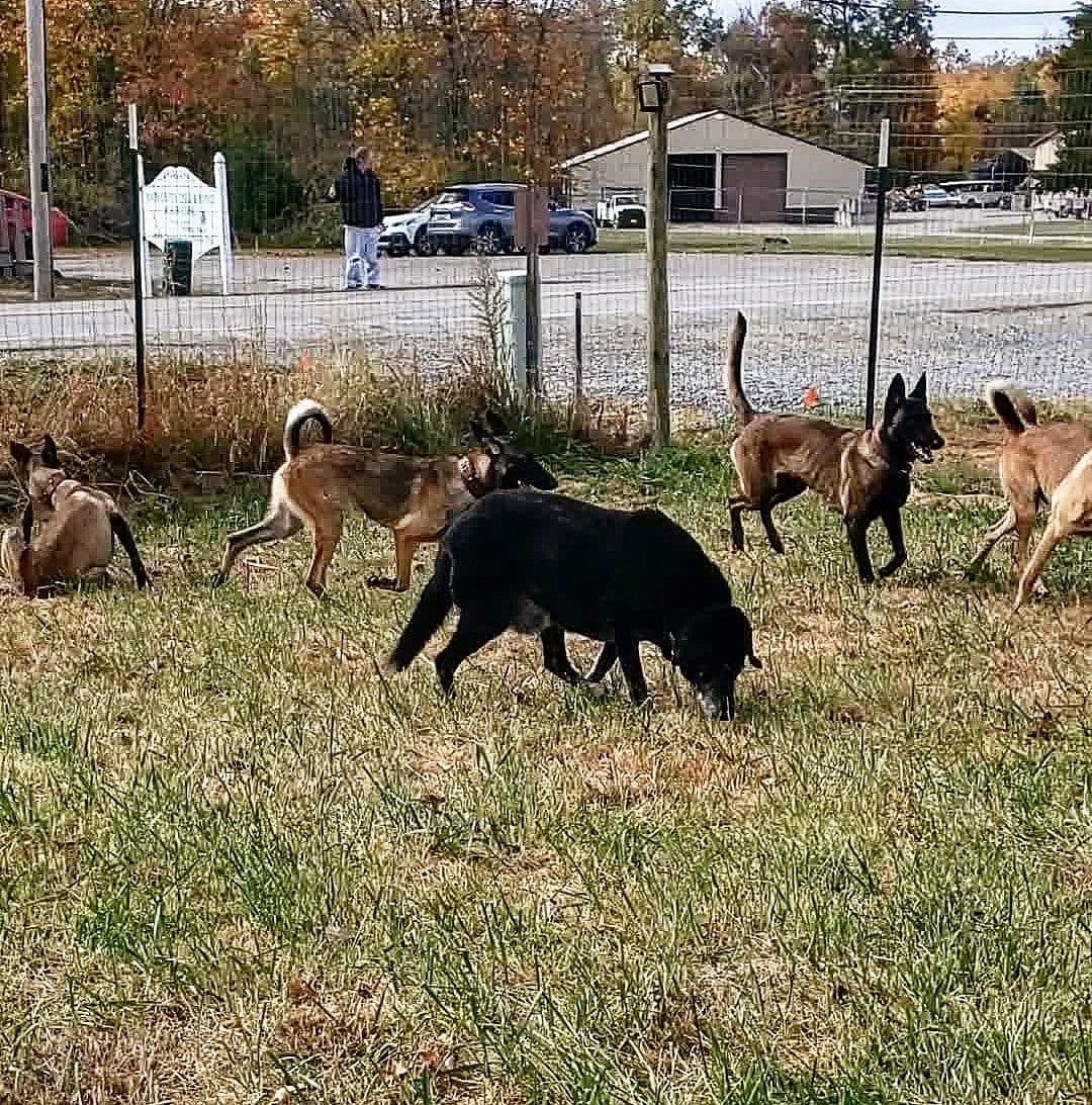 Belgian Malinois Puppies breeder image 26