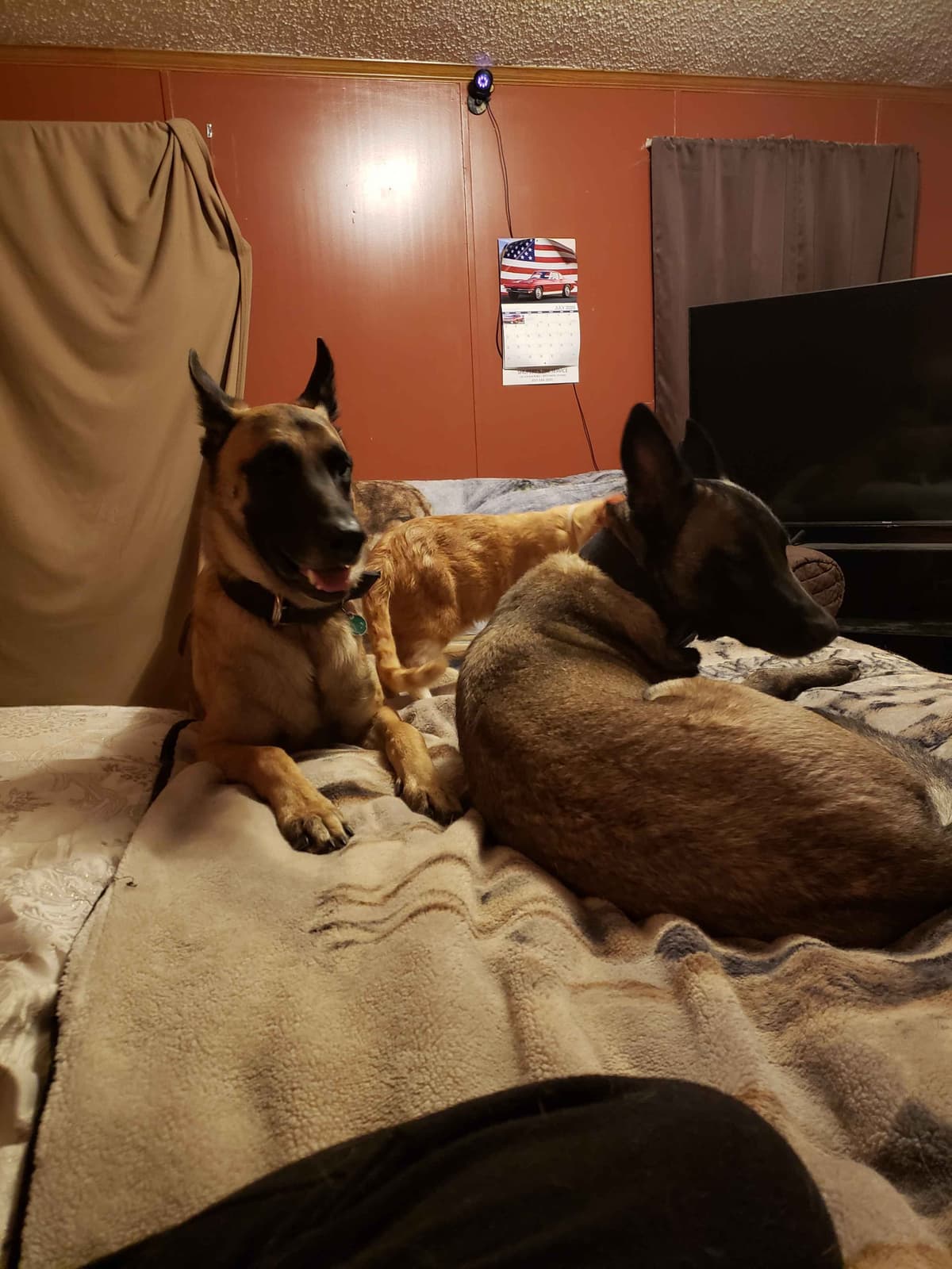 Belgian Malinois Puppies breeder image 28