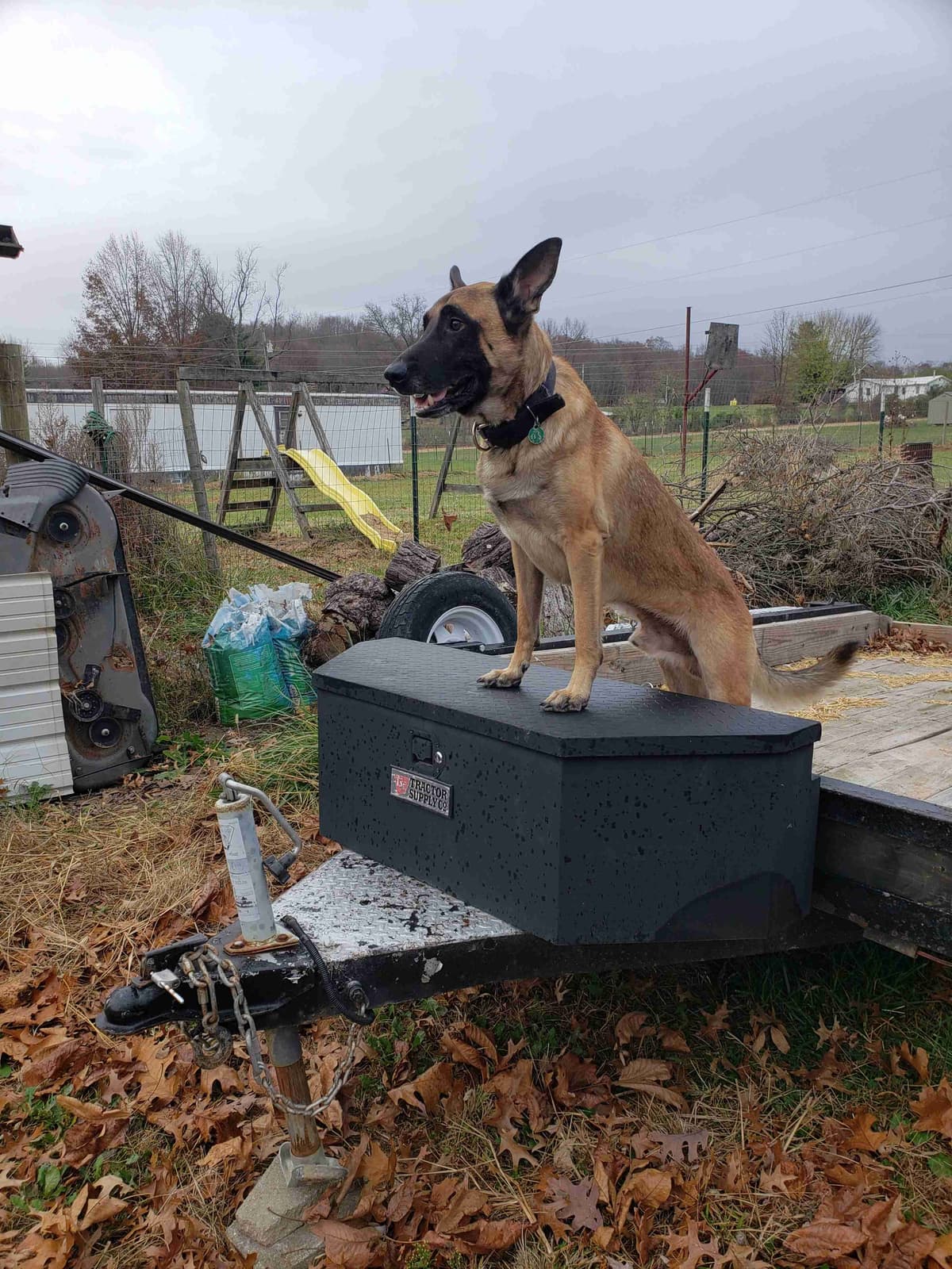 Belgian Malinois Puppies breeder image 29