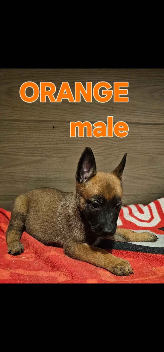 Belgian Malinois Puppies media 5