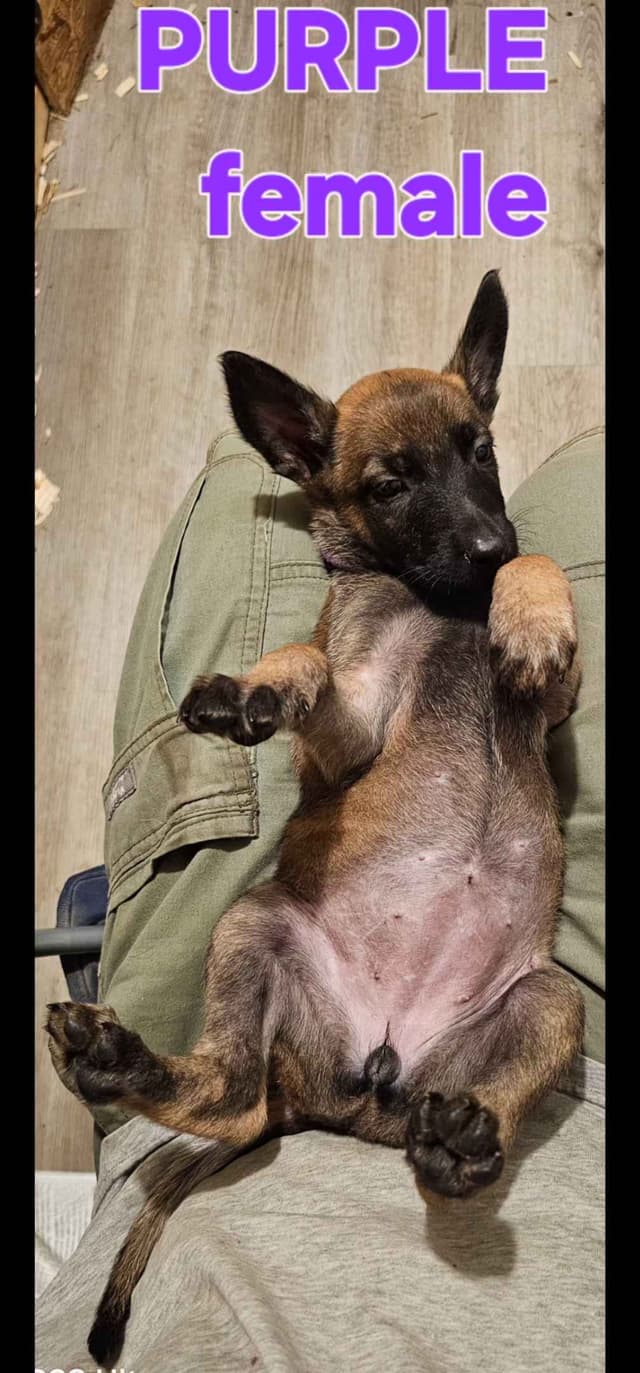 Belgian Malinois Puppies media 4