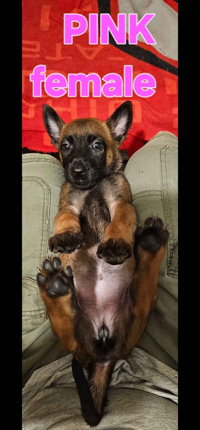 Belgian Malinois Puppies media 9