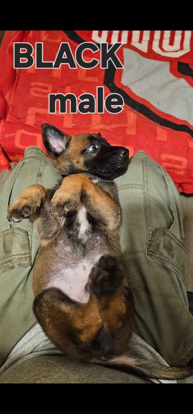Belgian Malinois Puppies media 3
