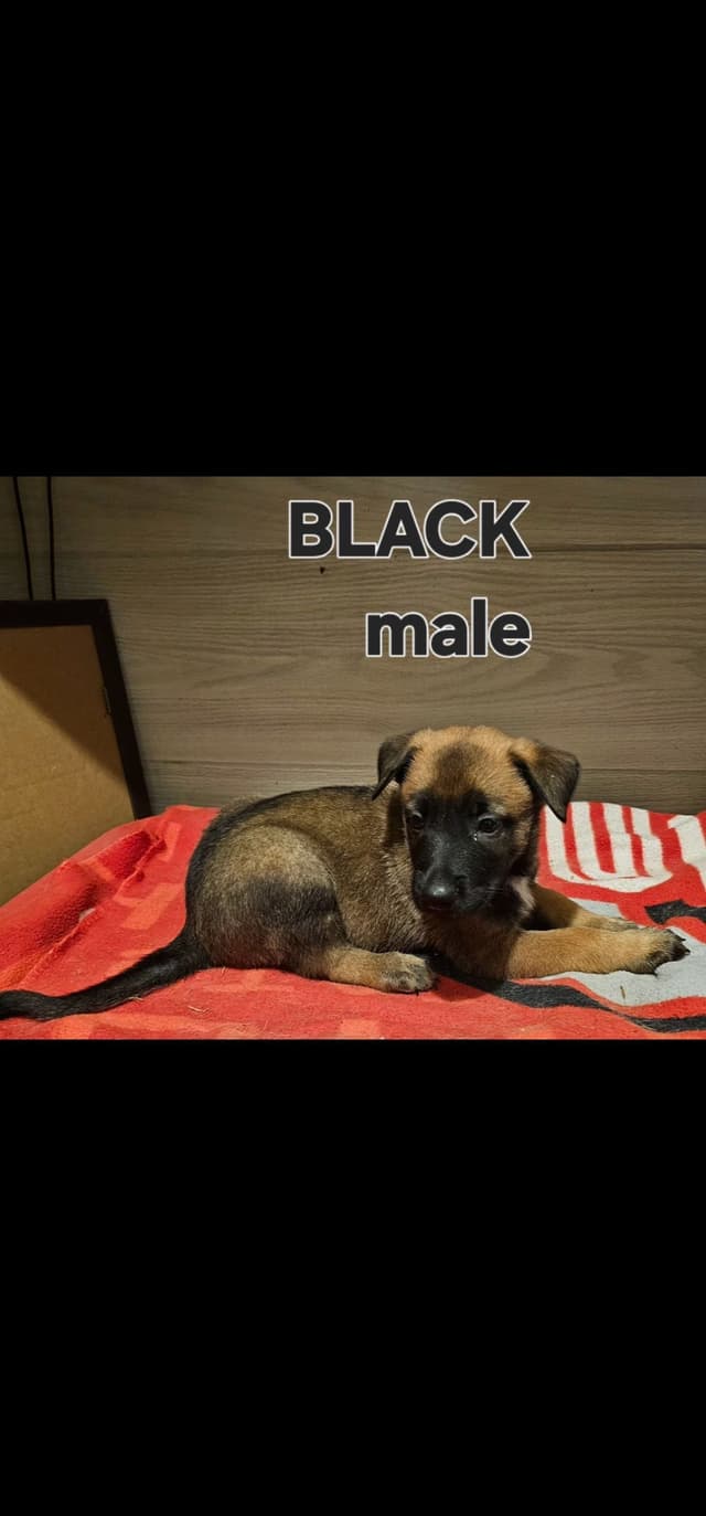 Belgian Malinois Puppies media 7