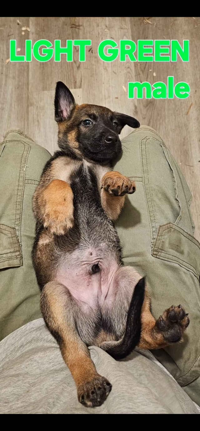Belgian Malinois Puppies media 10