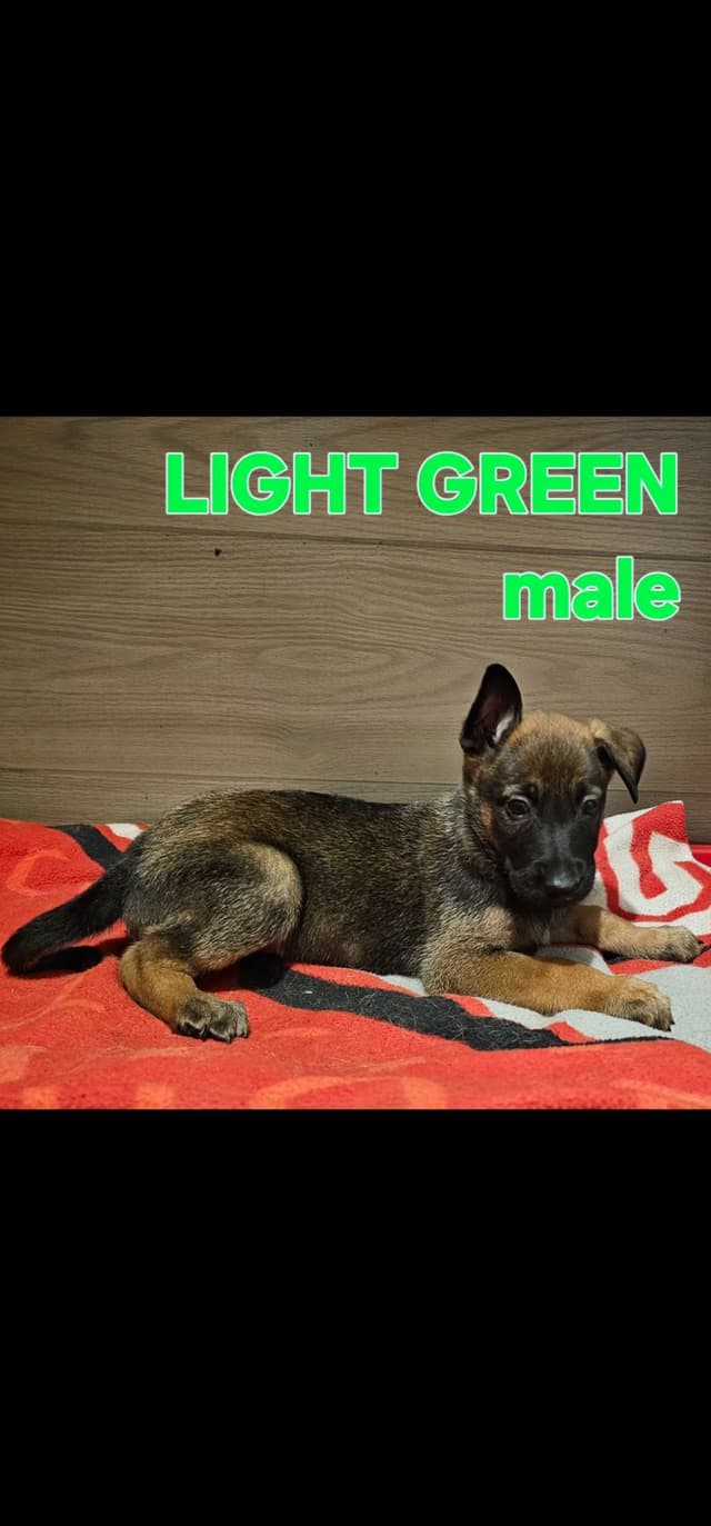 Belgian Malinois Puppies media 8