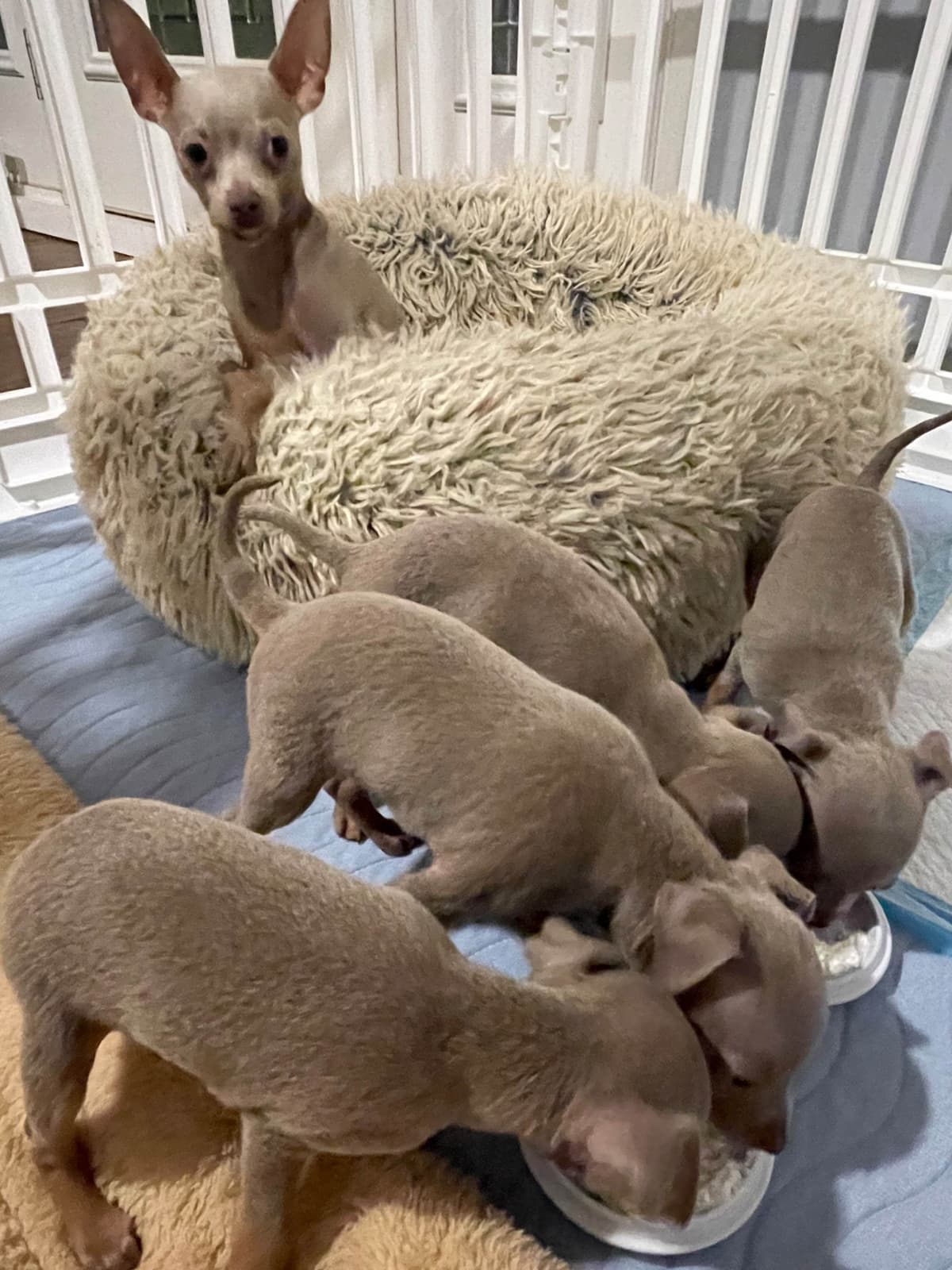 Lilac and tan short haired Russian Toy Puppies breeder image 1