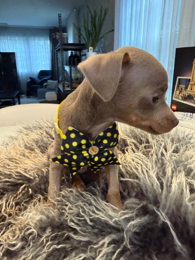 Lilac and tan short haired Russian Toy Puppies media 2