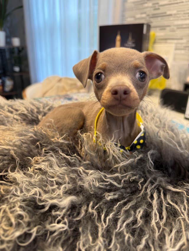 Lilac and tan short haired Russian Toy Puppies media 3