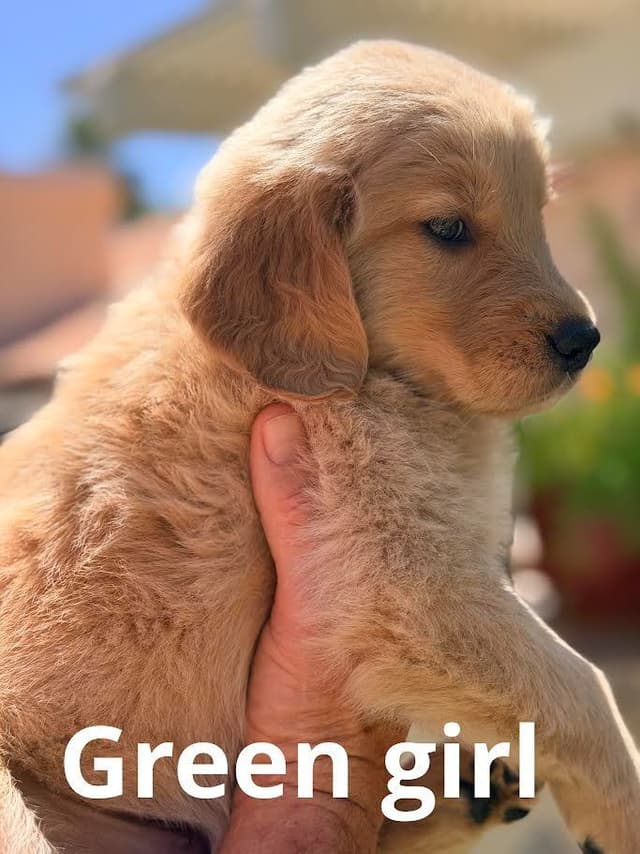 Golden Retriever Puppies media 2