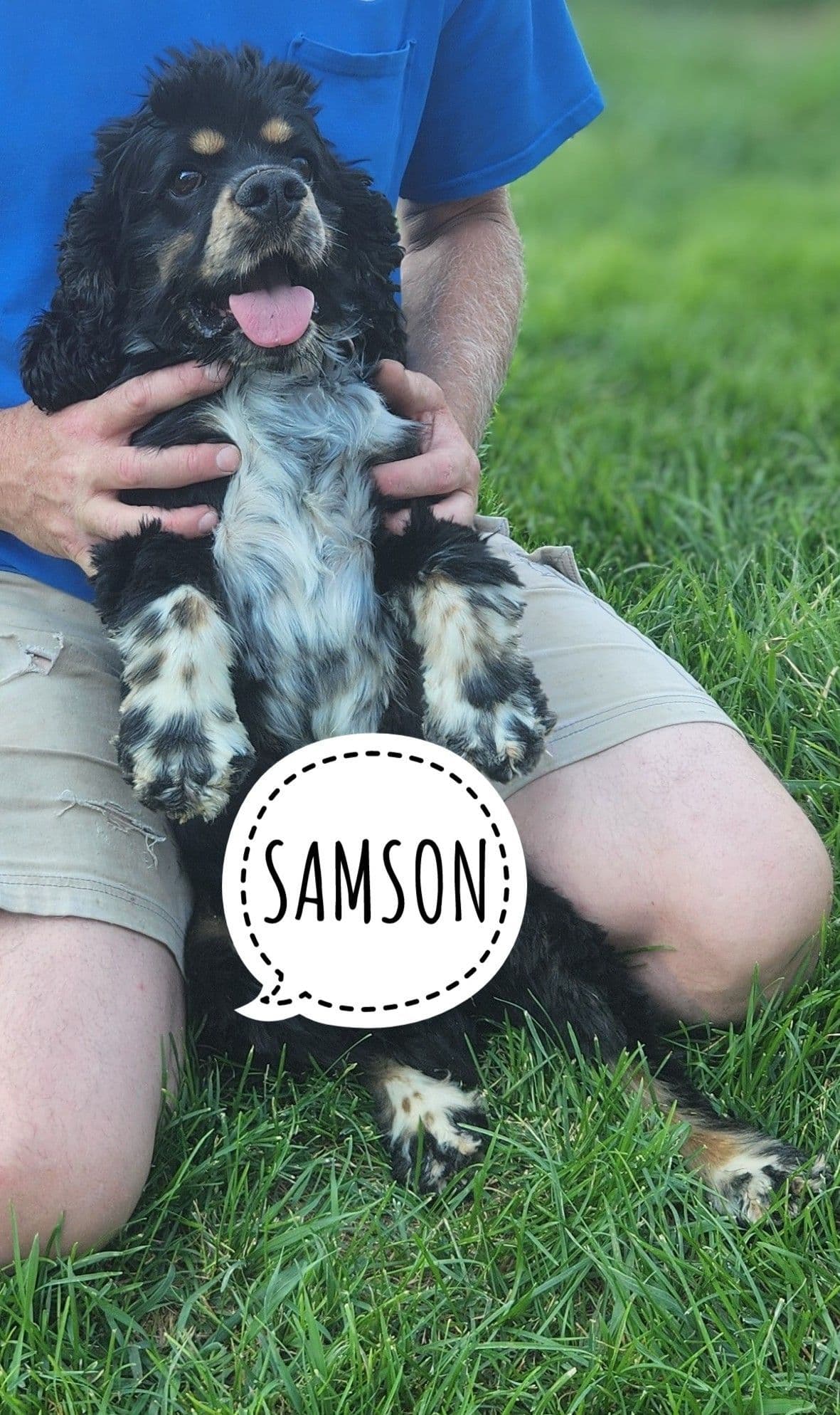 Cocker Spaniel Puppies breeder image 2