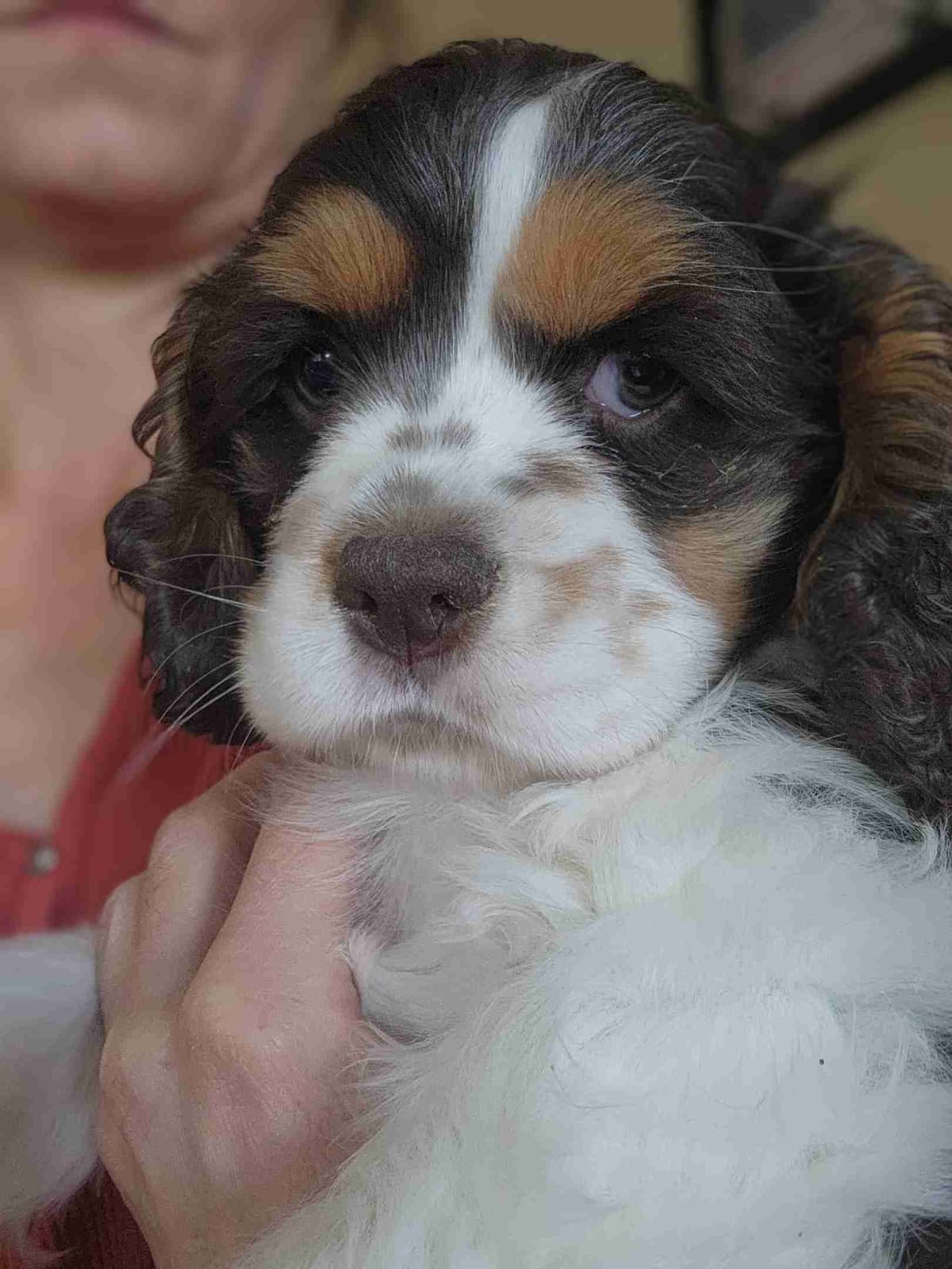 Cocker Spaniel Puppies breeder image 7
