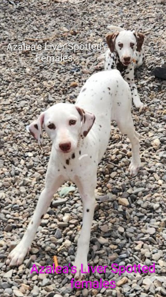 Dalmatian Puppies media 16