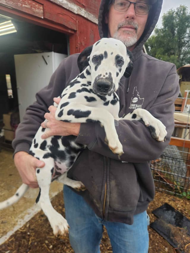 Dalmatian Puppies media 14