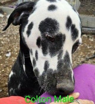Dalmatian Puppies media 5